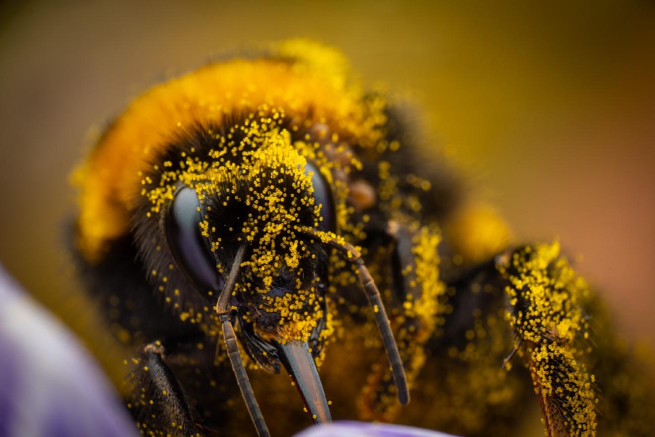 Garden Bumble Bee – No. 12