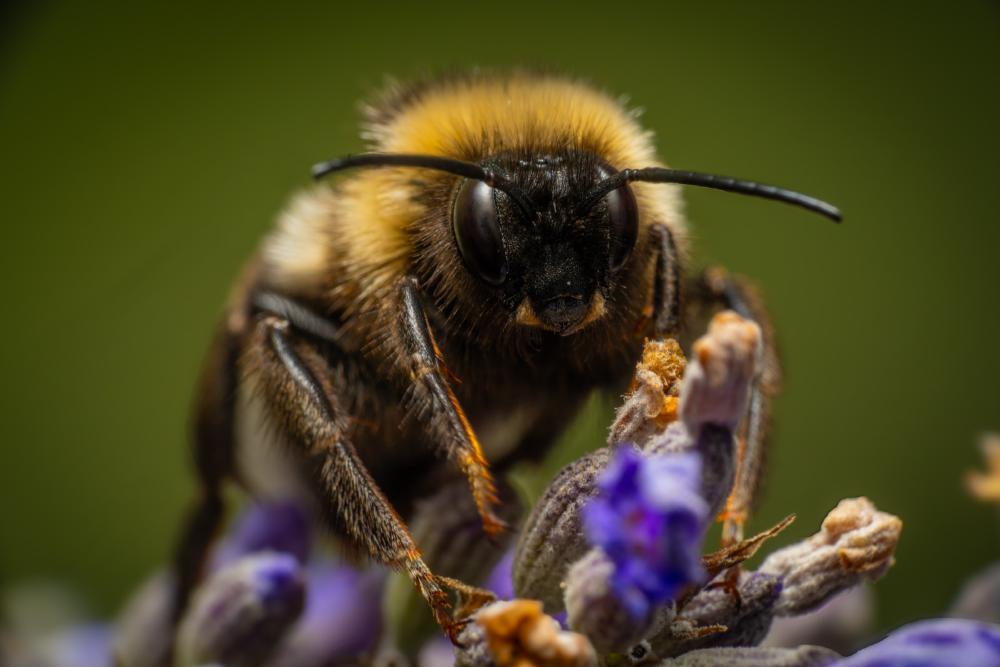 July 8, 2025 – Issue No. 690
– Issue No. 690: “Cuckoo Bumble Bees“ Cuckoo Bumble Bees