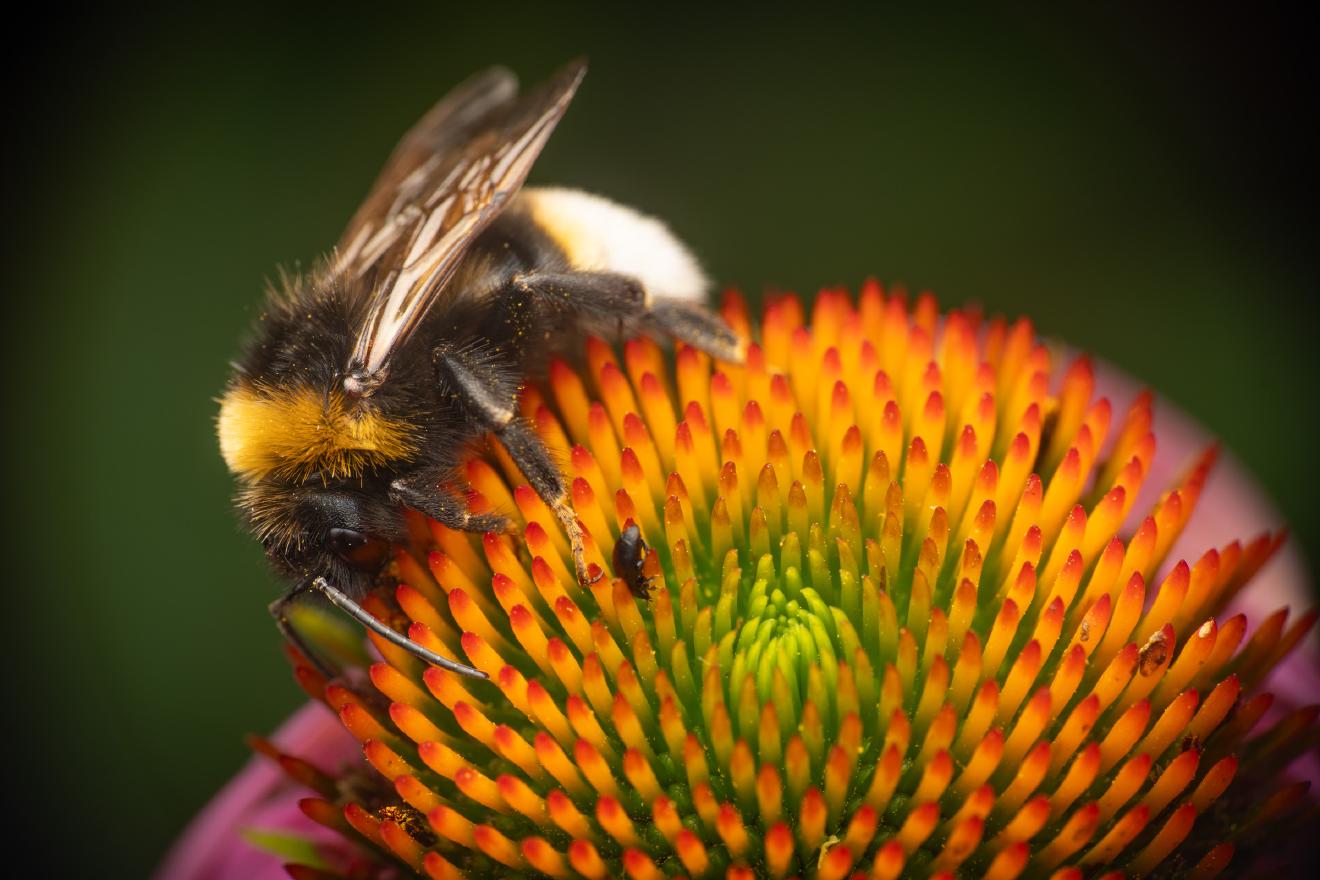 Cuckoo Bumble Bees – No. 2