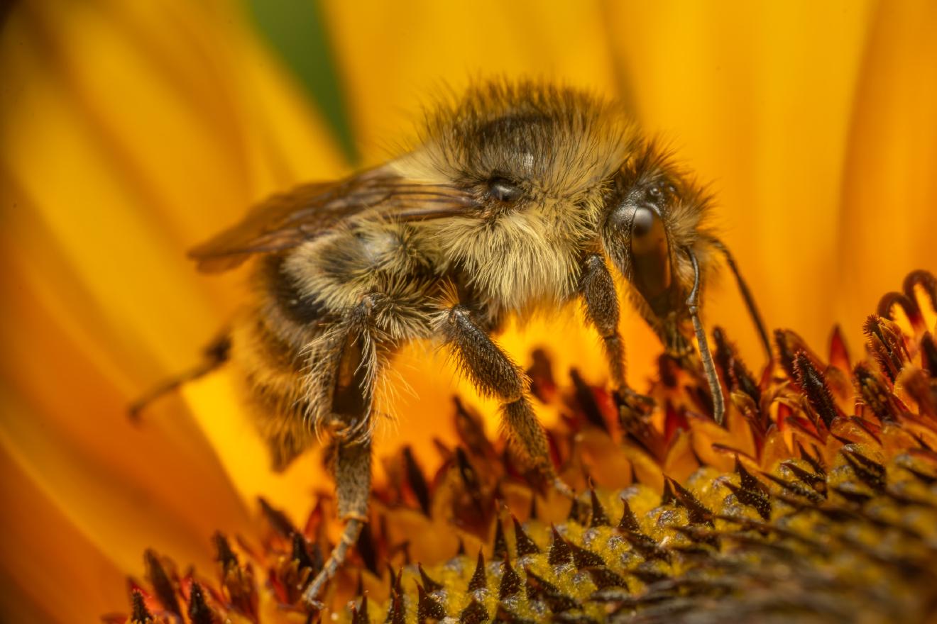Shrill Carder-Bumble bee – No. 1