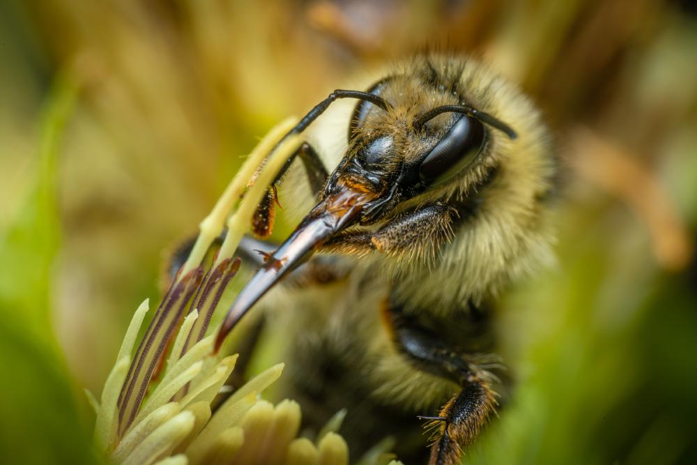 September 6, 2023 – Issue No. 19
– Issue No. 19: “Shrill Carder-Bumble bee“ Shrill Carder-Bumble bee