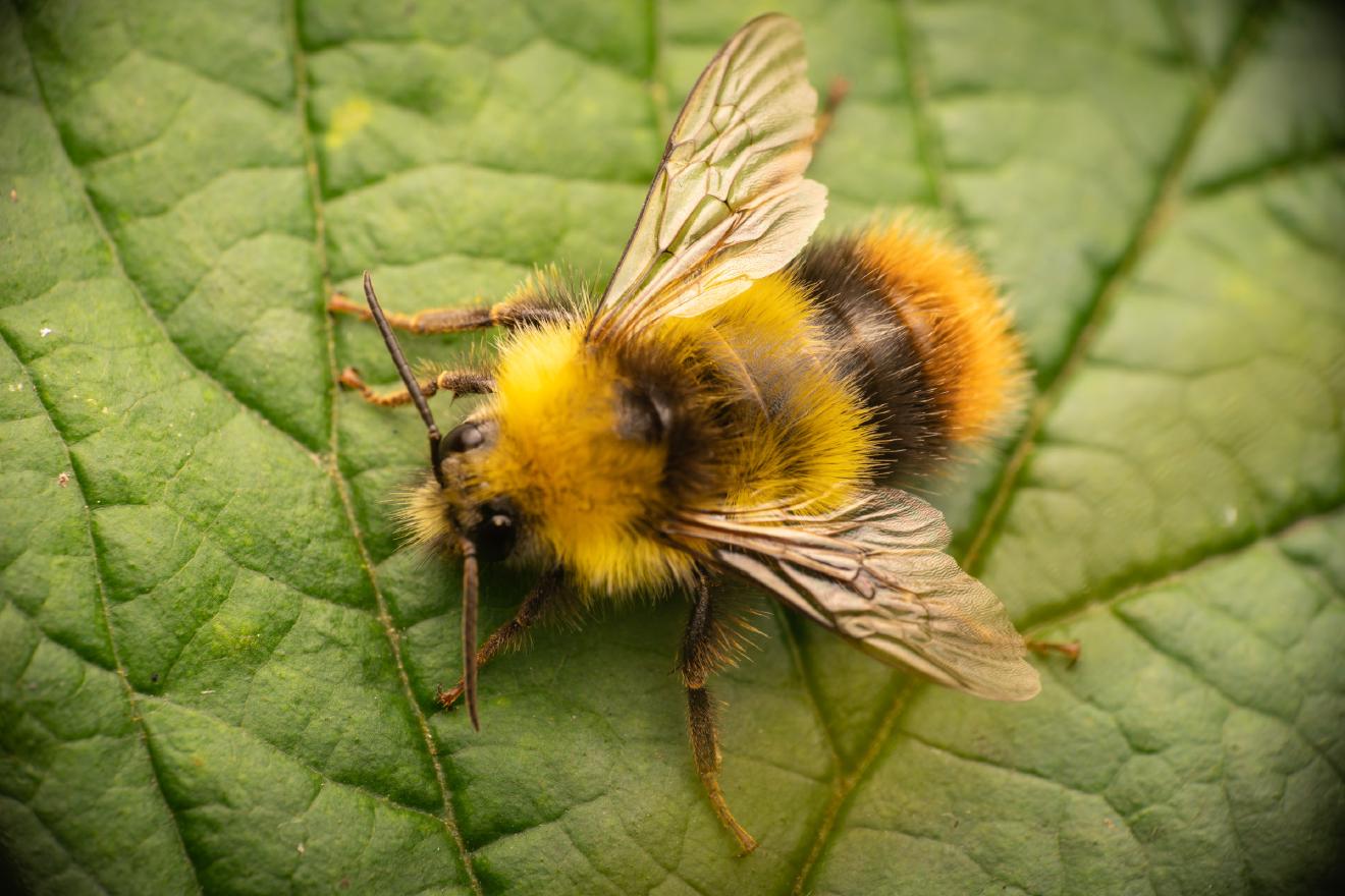 Early Bumble Bee – No. 1