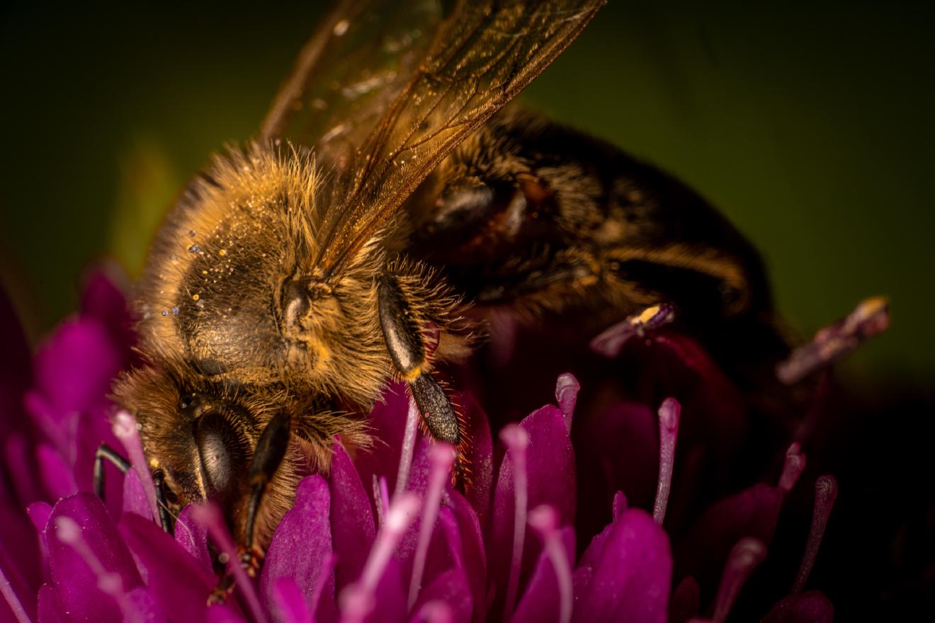 Westliche Honigbiene – No. 1