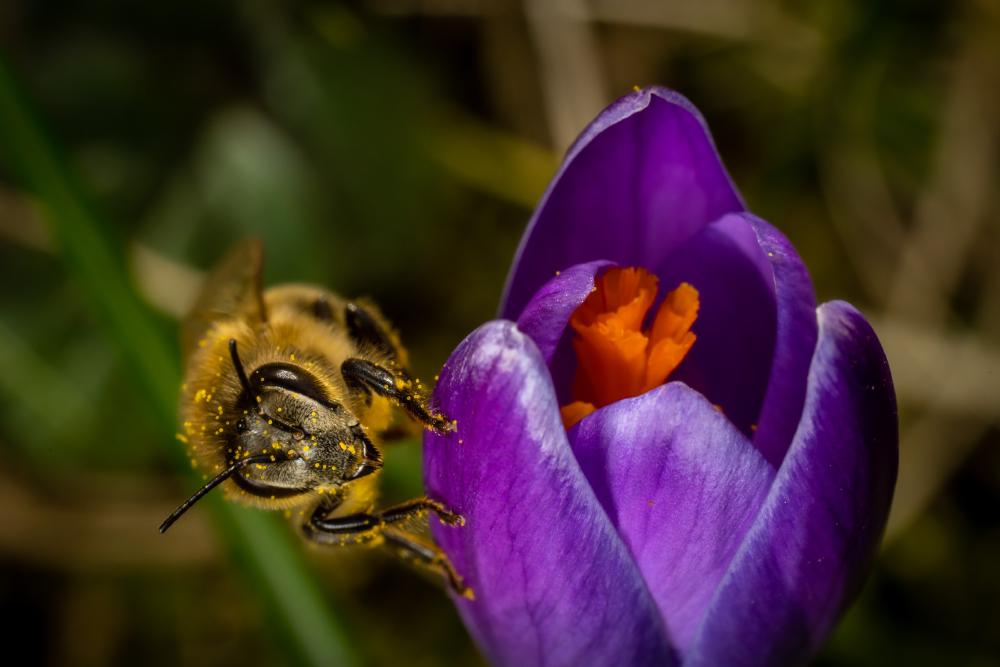 September 18, 2024 – Issue No. 397
– Issue No. 397: “Western Honey Bee“ Western Honey Bee