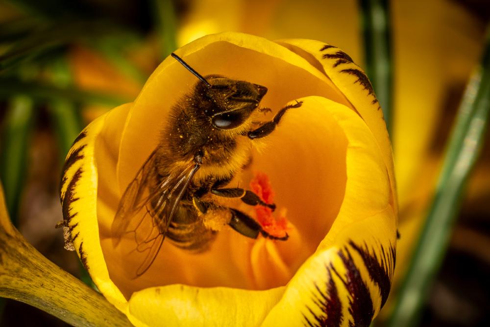May 24, 2024 – Issue No. 280
– Issue No. 280: “Western Honey Bee“ Western Honey Bee