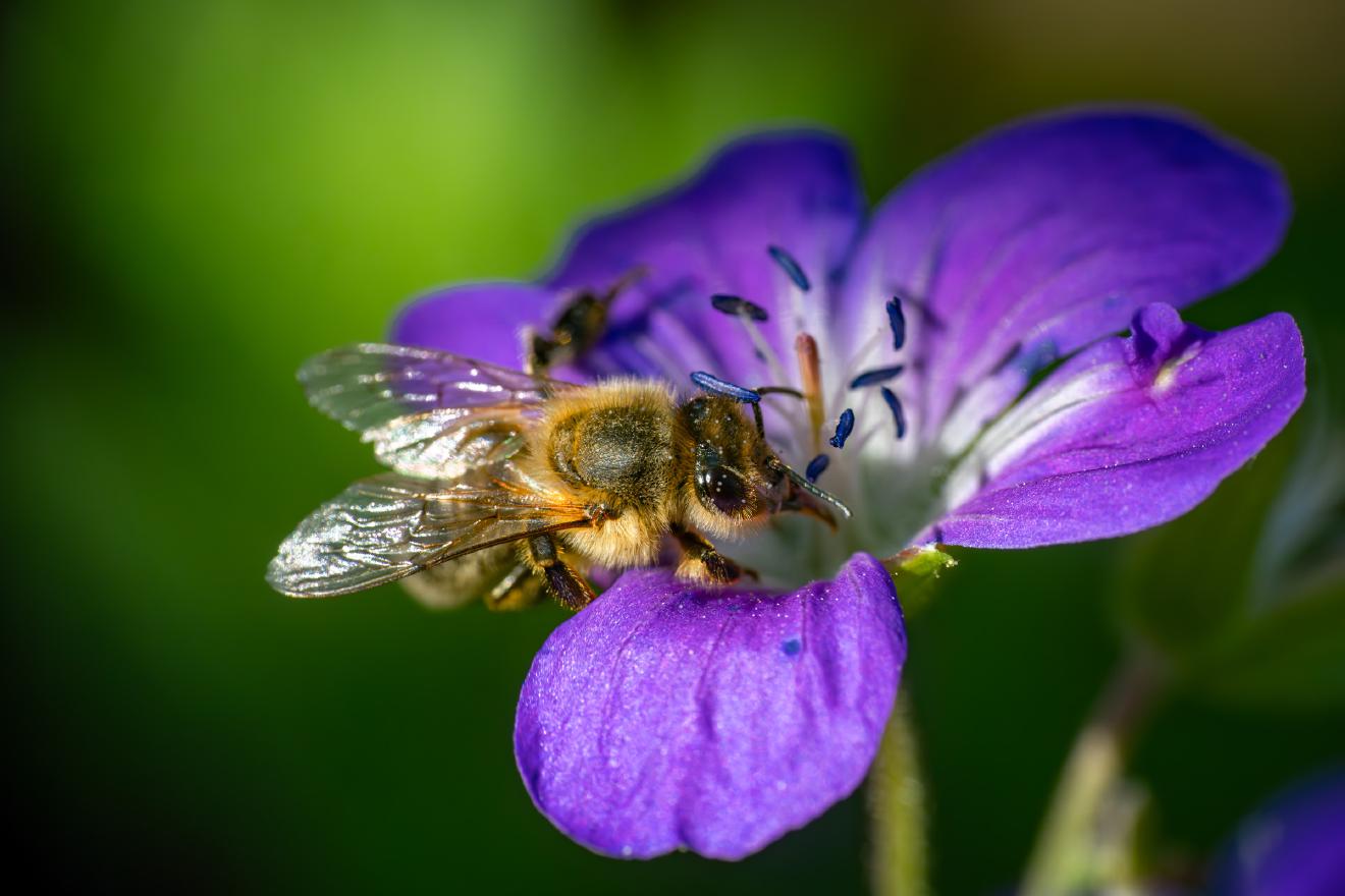 Western Honey Bee – No. 4