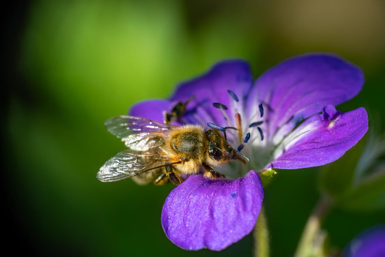 Westliche Honigbiene – No. 4