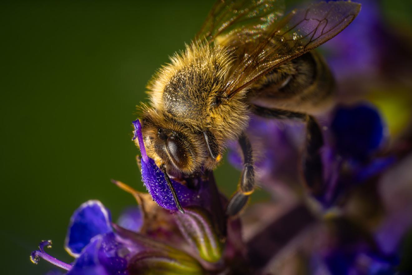 Western Honey Bee – No. 5