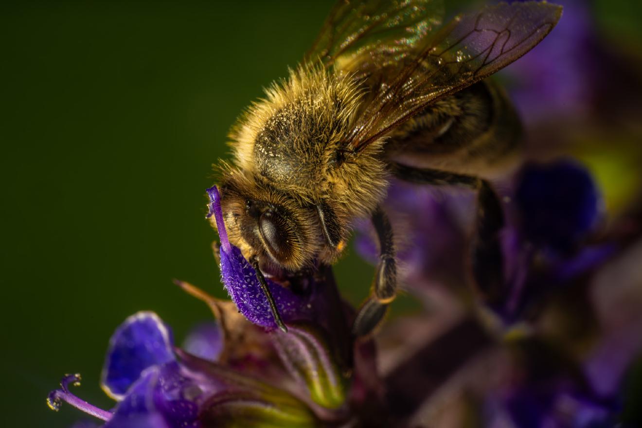 Westliche Honigbiene – No. 5