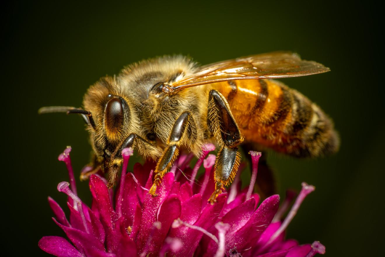 Westliche Honigbiene – No. 6