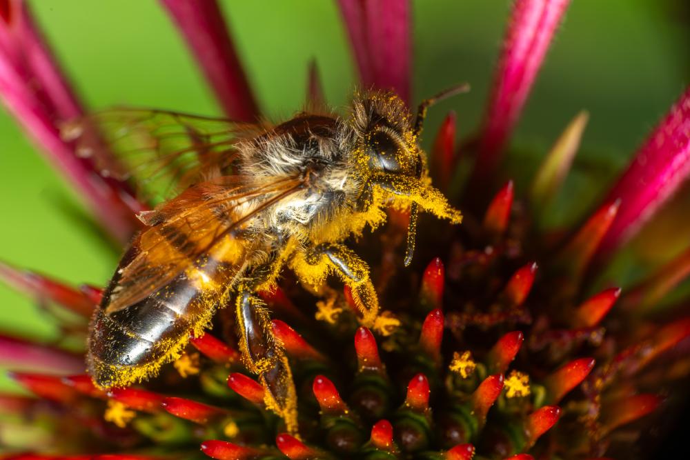 January 9, 2024 – Issue No. 144
– Issue No. 144: “Western Honey Bee“ Western Honey Bee