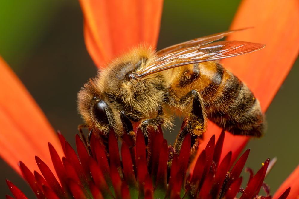 January 15, 2024 – Issue No. 150
– Issue No. 150: “Western Honey Bee“ Western Honey Bee