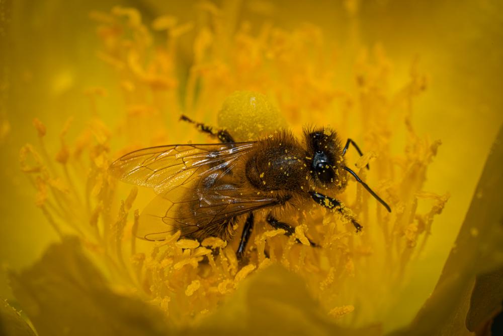 May 14, 2024 – Issue No. 270
– Issue No. 270: “Western Honey Bee“ Western Honey Bee