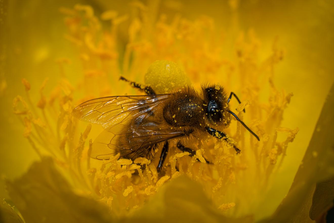 Western Honey Bee – No. 9