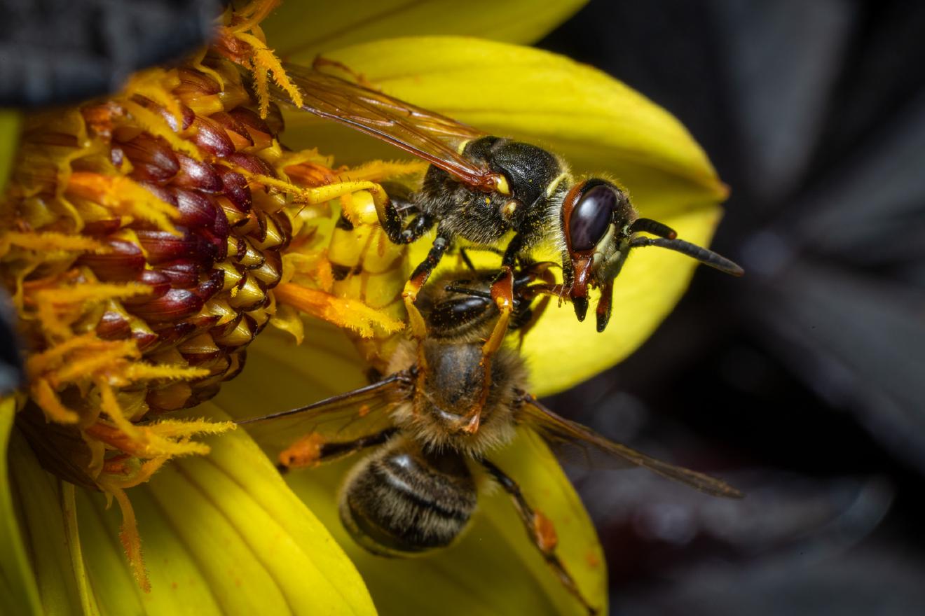 Westliche Honigbiene – No. 10