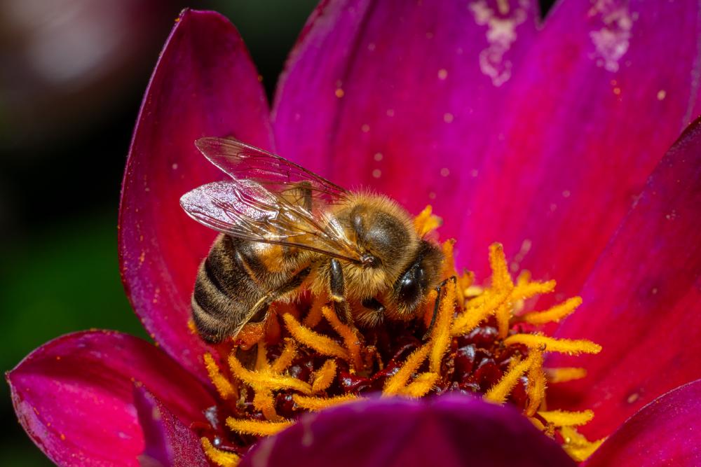 January 4, 2024 – Issue No. 139
– Issue No. 139: “Western Honey Bee“ Western Honey Bee