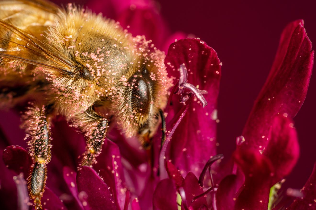 Western Honey Bee – No. 12