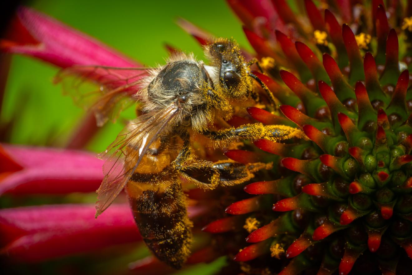 Westliche Honigbiene – No. 13