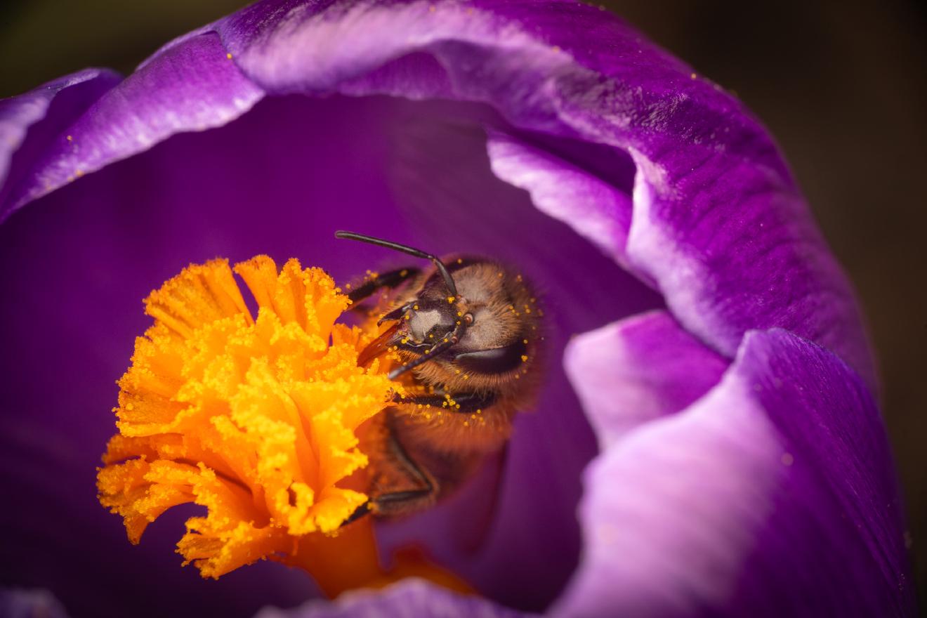 Western Honey Bee – No. 14
