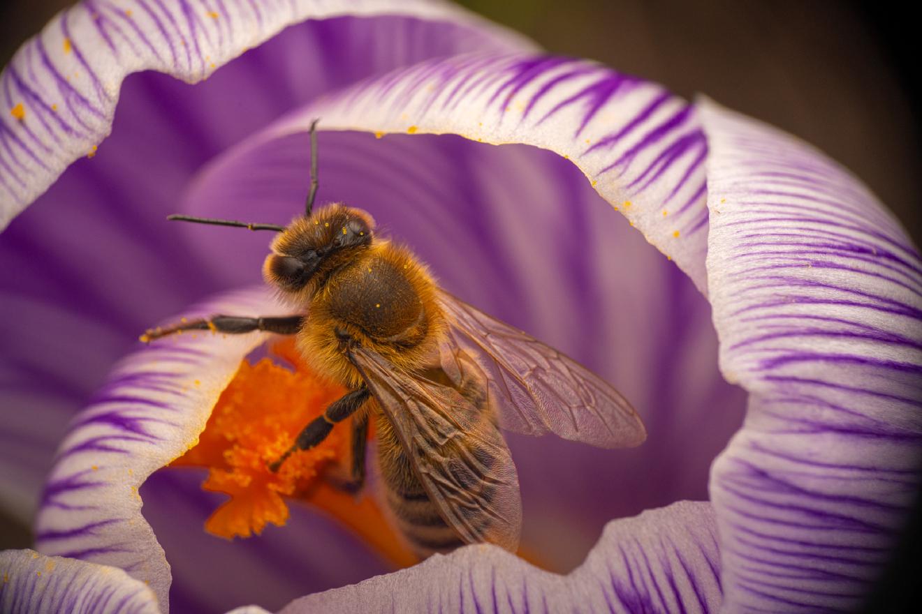 Westliche Honigbiene – No. 15