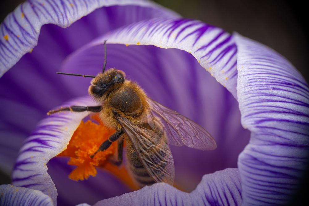 October 1, 2024 – Issue No. 410
– Issue No. 410: “Western Honey Bee“ Western Honey Bee