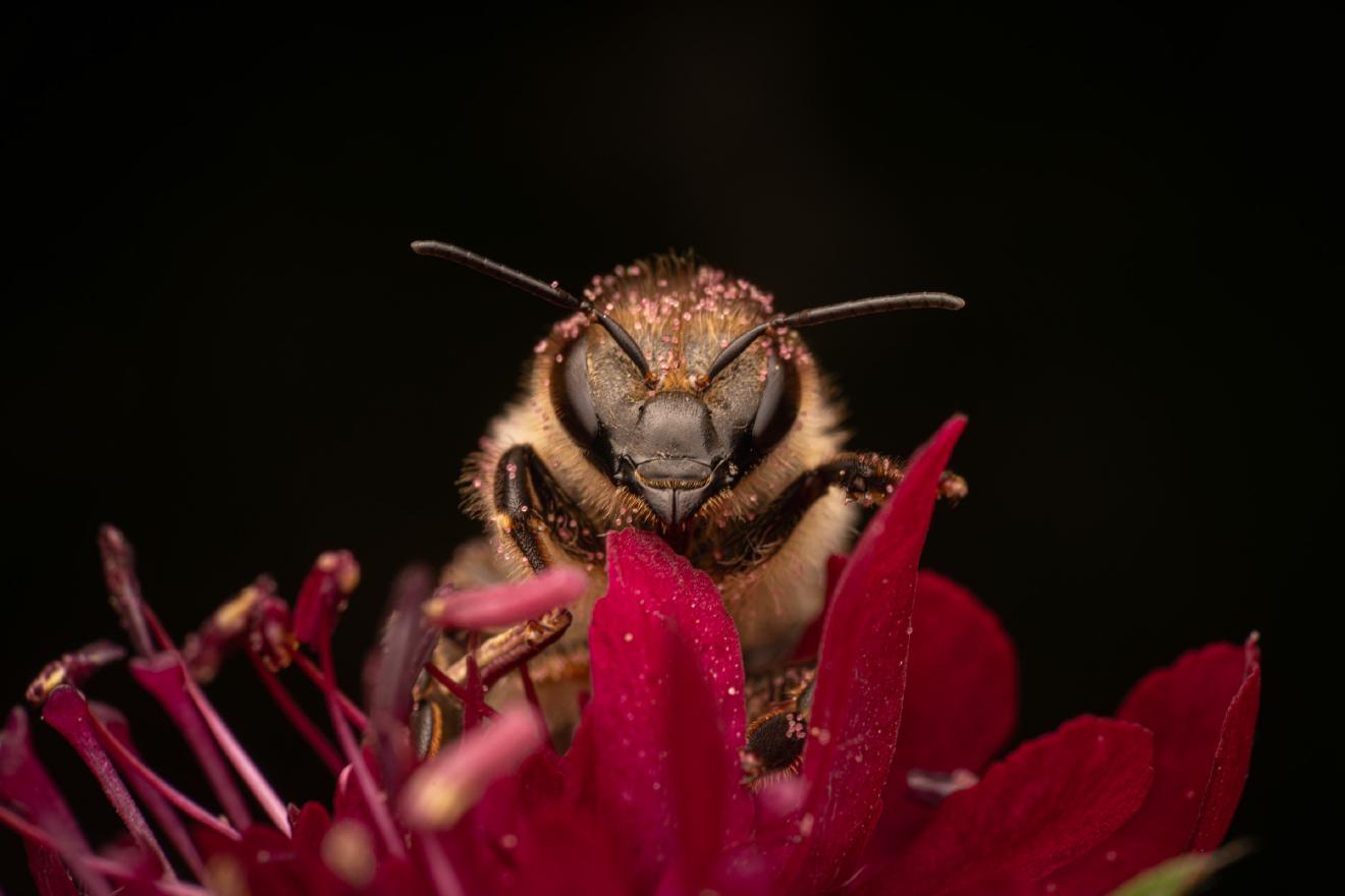 Western Honey Bee – No. 16