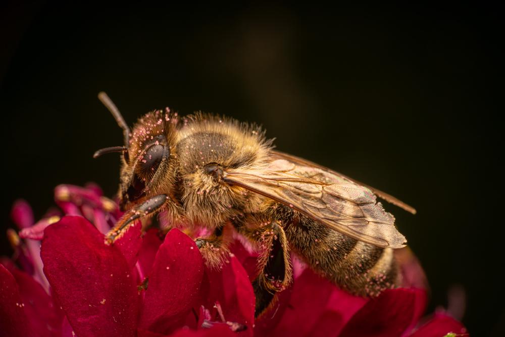 September 4, 2024 – Issue No. 383
– Issue No. 383: “Western Honey Bee“ Western Honey Bee