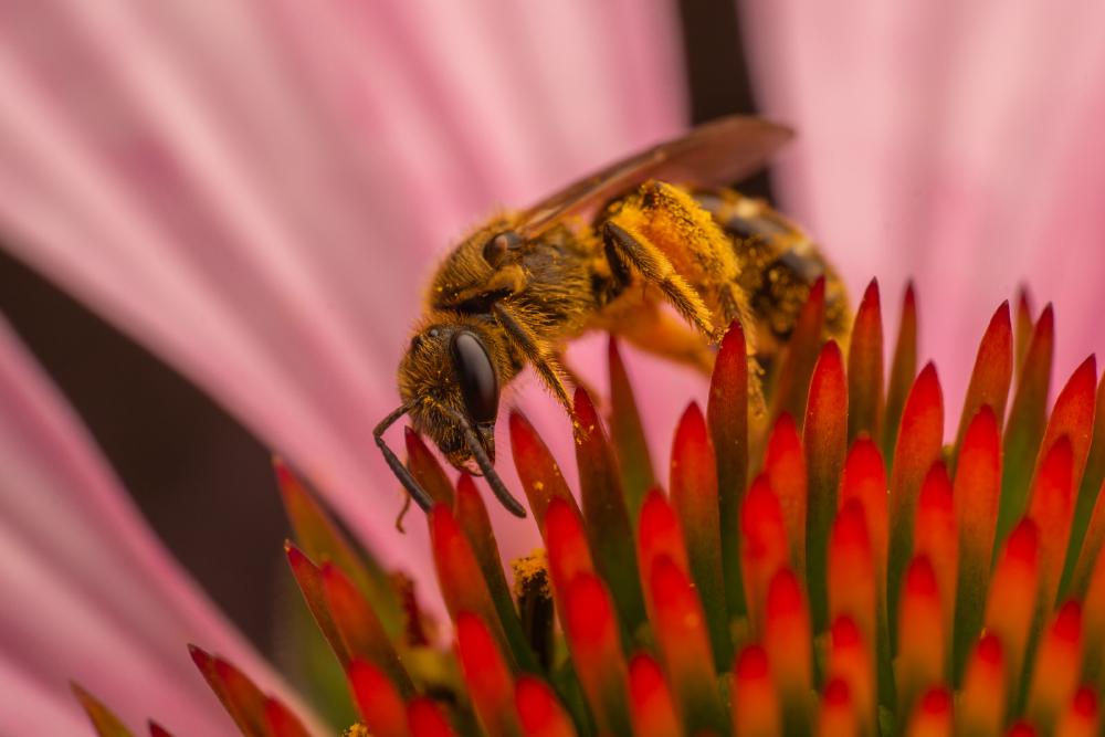 October 28, 2024 – Issue No. 437
– Issue No. 437: “Western Honey Bee“ Western Honey Bee