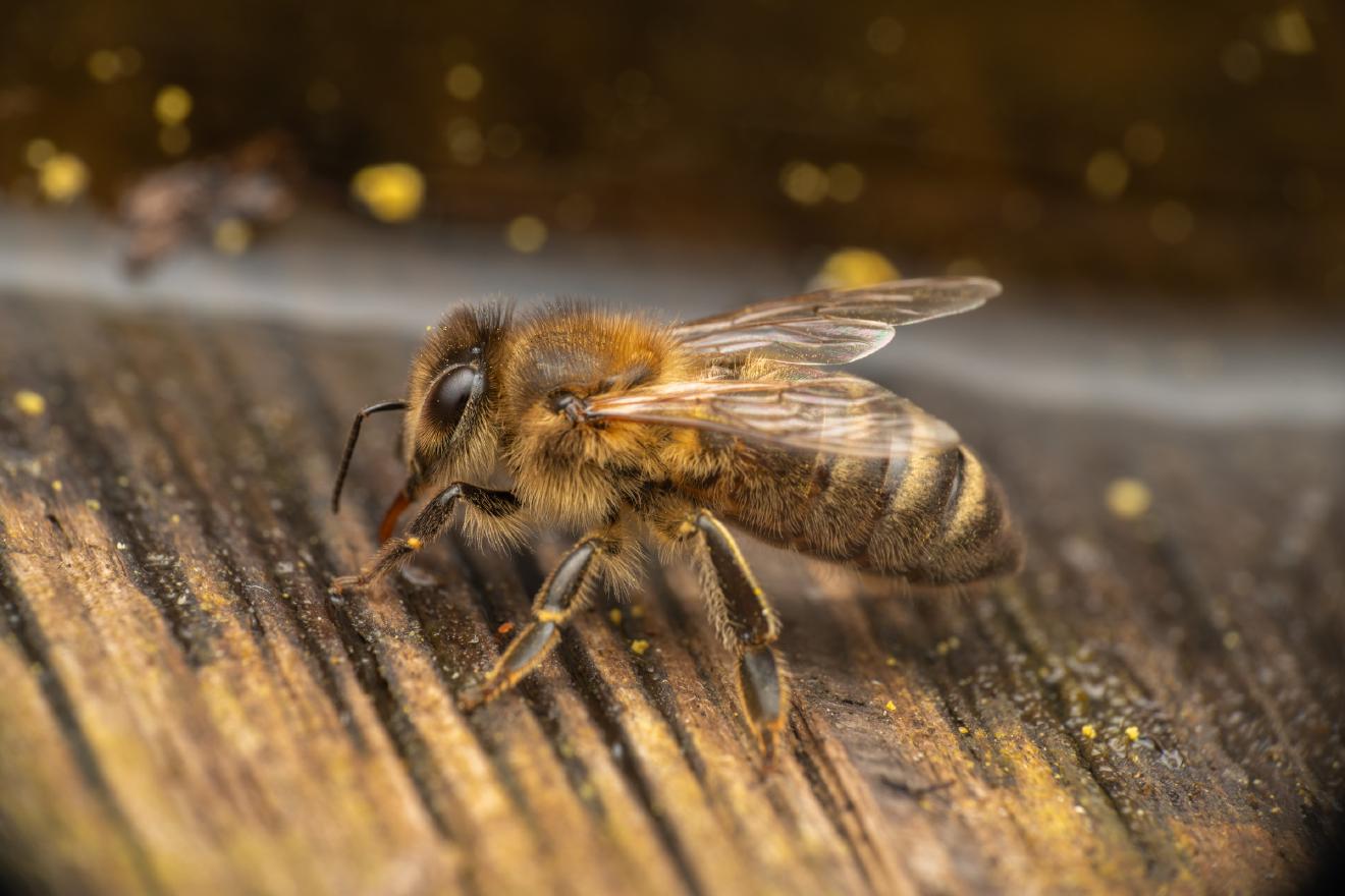 Western Honey Bee – No. 19