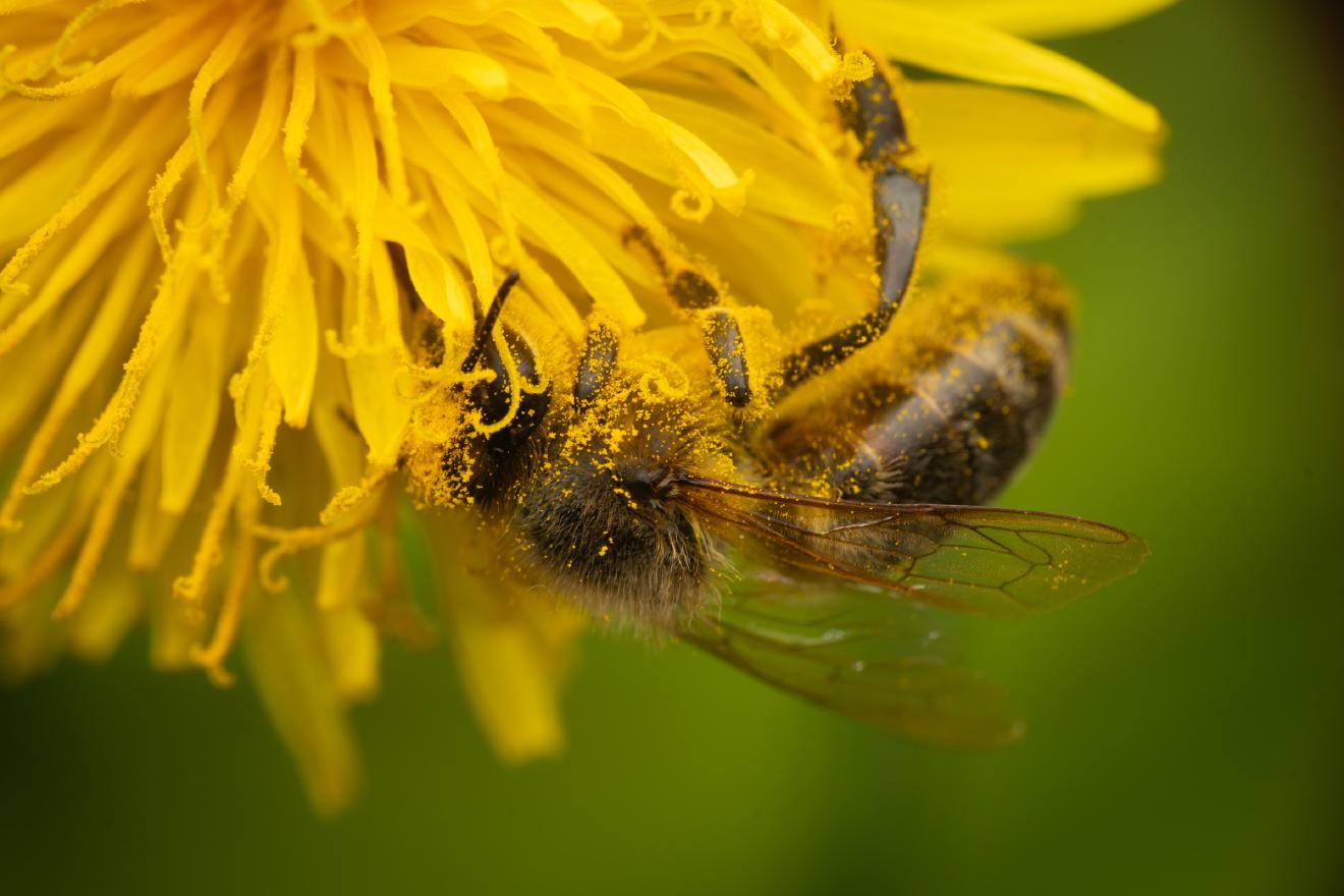 Western Honey Bee – No. 20