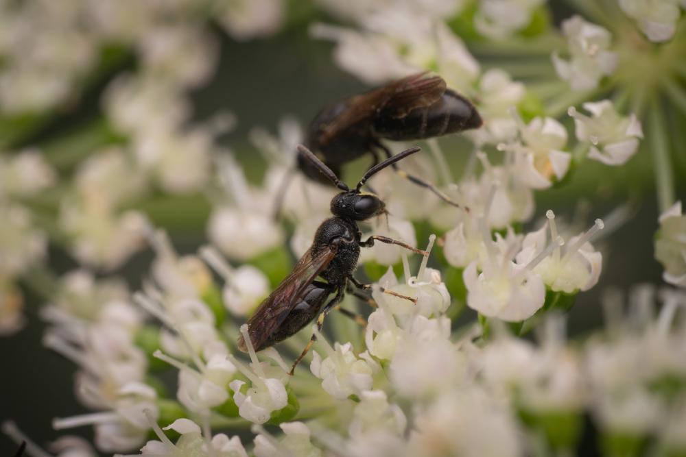 December 24, 2024 – Issue No. 494
– Issue No. 494: “Common Masked Bee“ Common Masked Bee