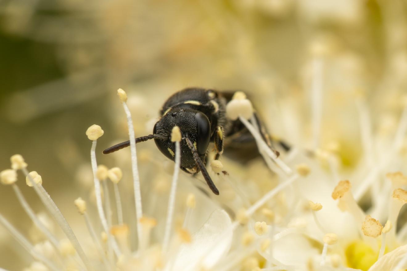 Masked Bees – No. 5