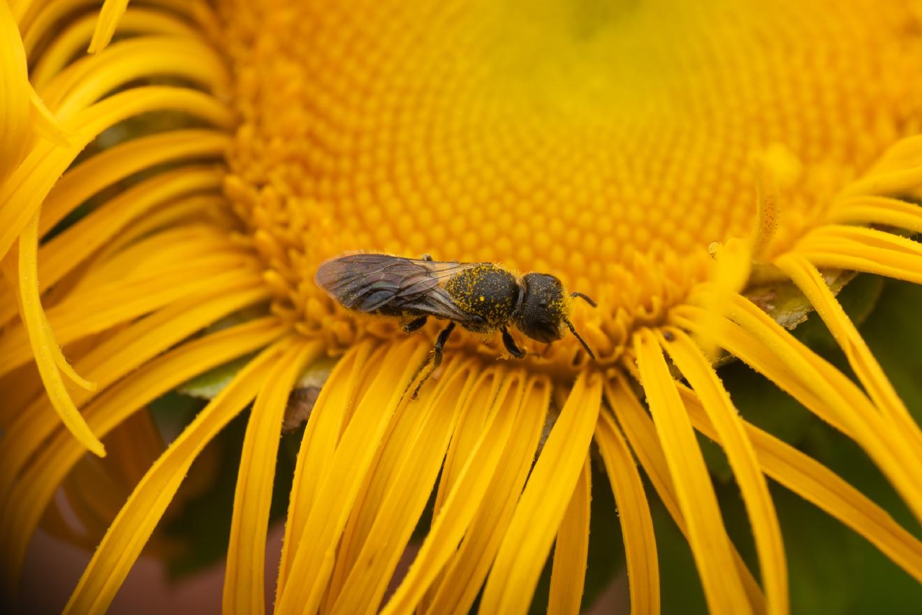 Mason, Leafcutter, Carder, and Resin Bees – No. 1