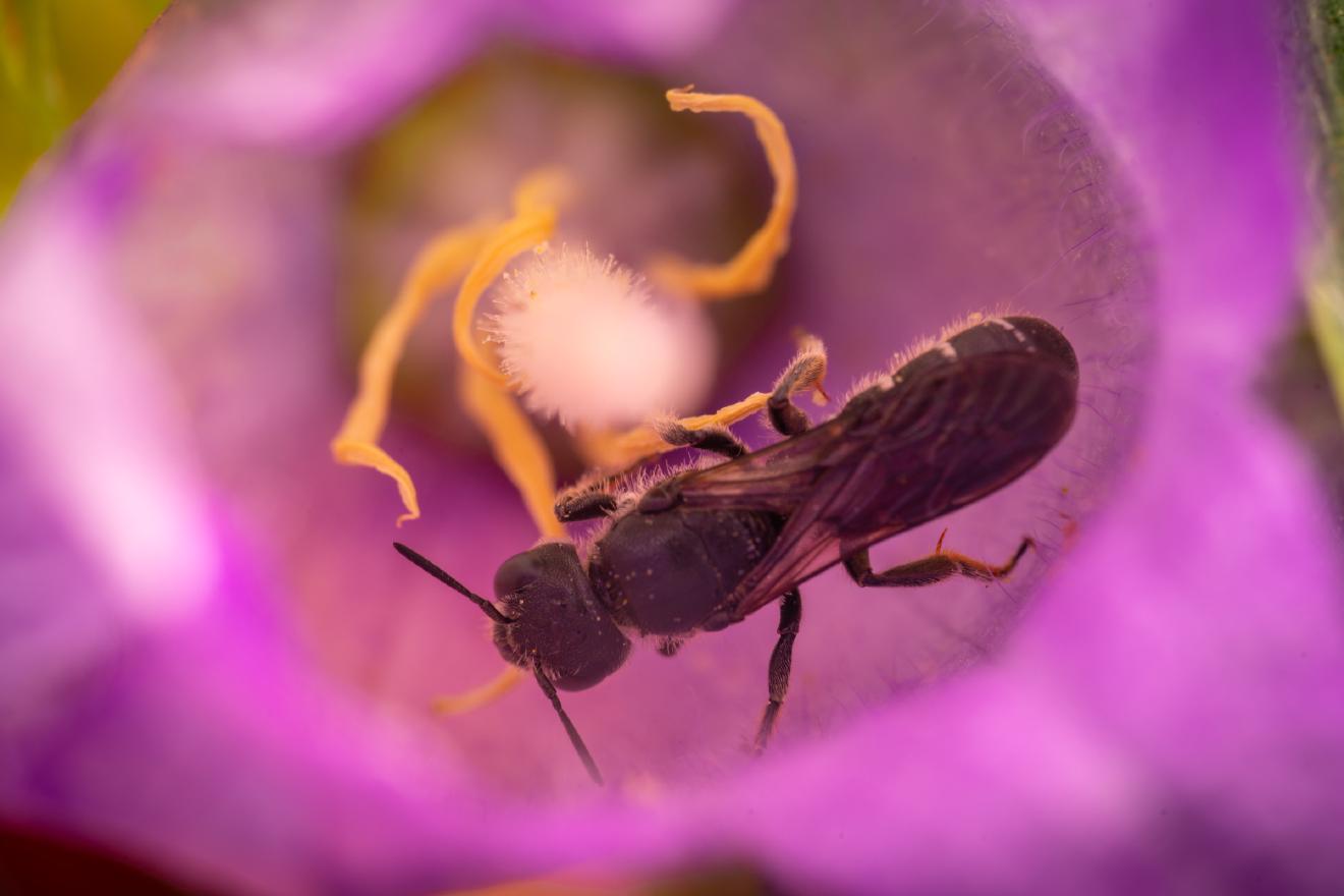 Rampion Scissor Bee – No. 1
