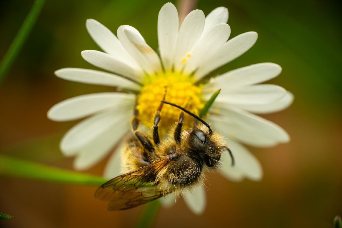 Mason, Leafcutter, Carder, and Resin Bees – No. 2