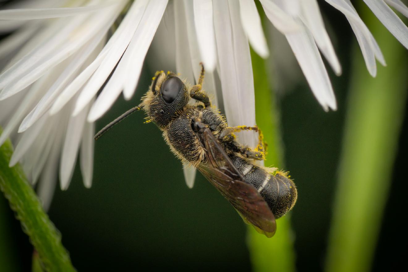 Mason, Leafcutter, Carder, and Resin Bees – No. 3