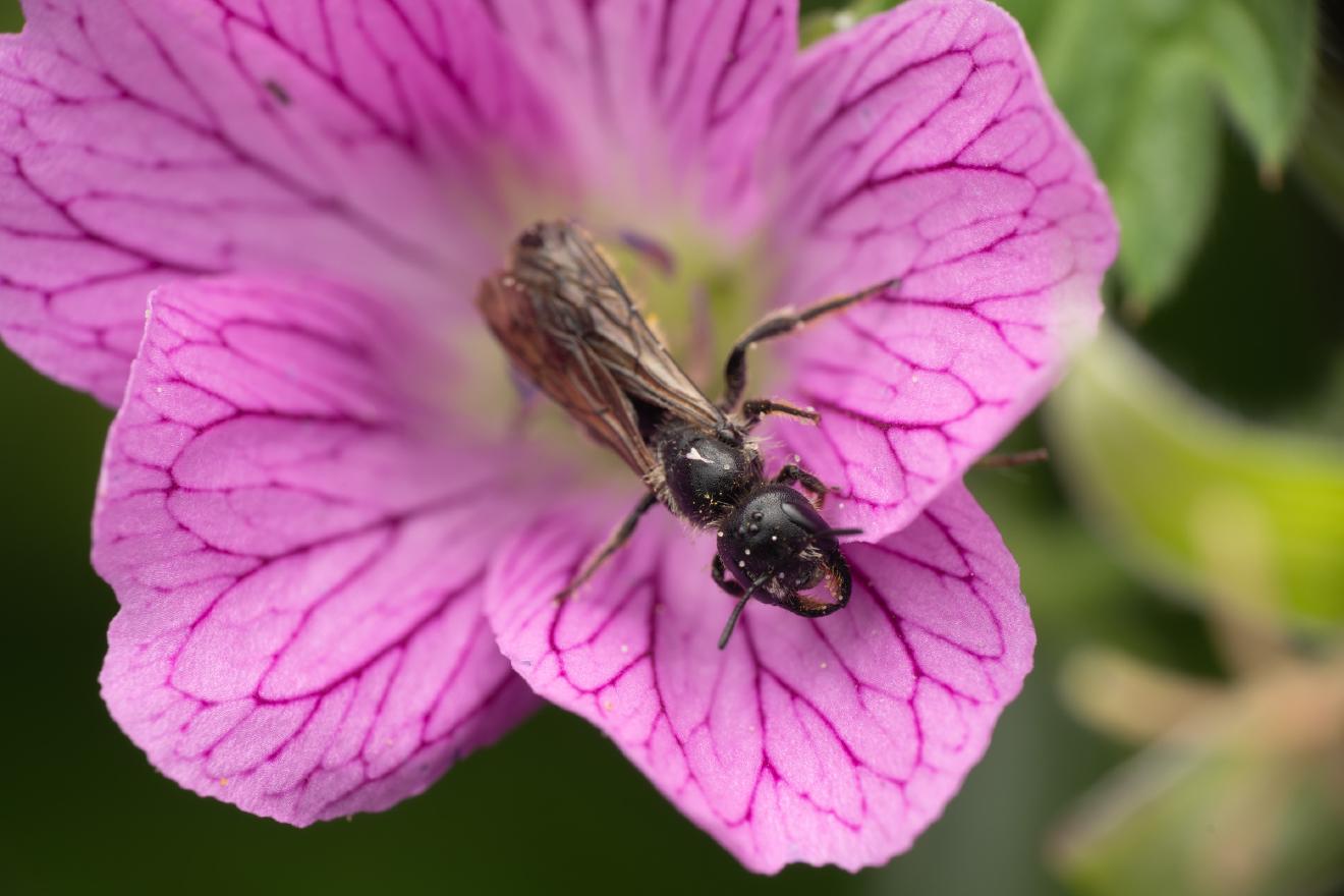 Mason, Leafcutter, Carder, and Resin Bees – No. 4