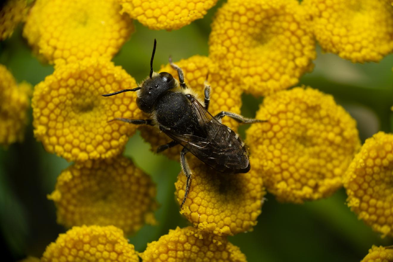 Alfalfa Leafcutter Bee – No. 1