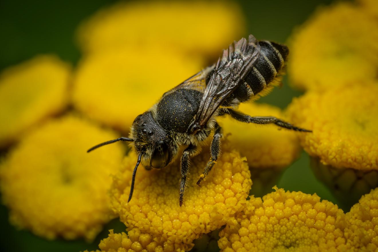 Alfalfa Leafcutter Bee – No. 2
