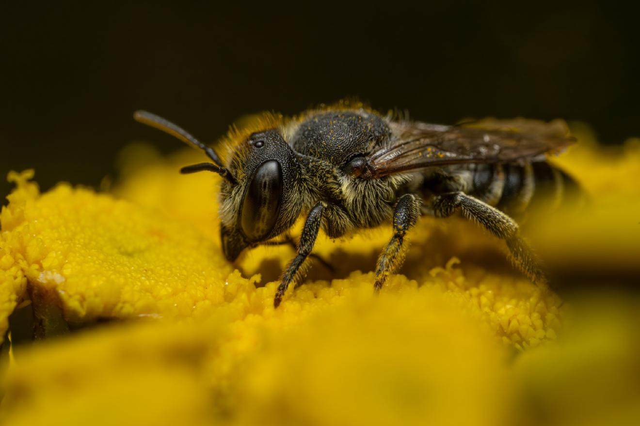 Alfalfa Leafcutter Bee – No. 3
