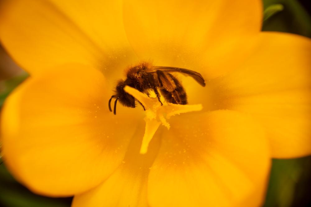 June 11, 2024 – Issue No. 298
– Issue No. 298: “Mining Bees“ Mining Bees