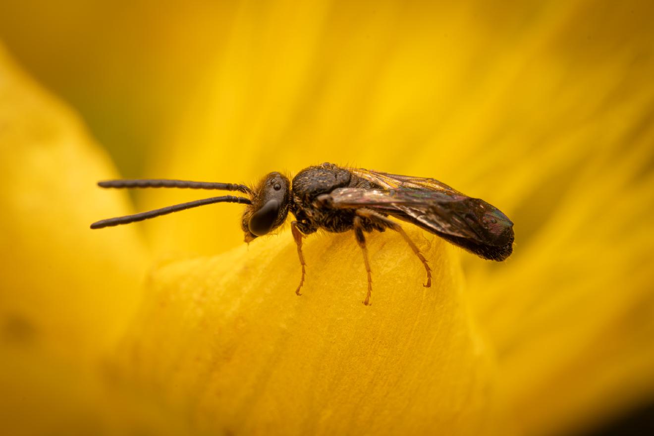 Bronze furrow bee – No. 1