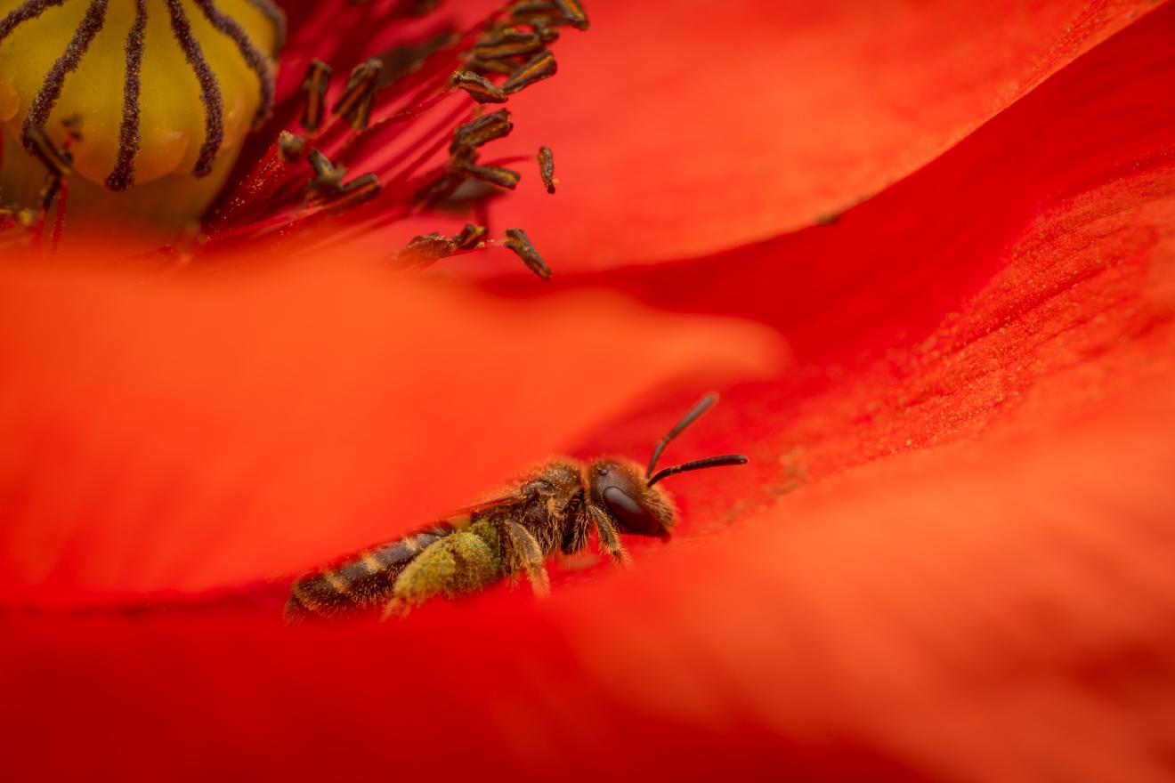 Bronze furrow bee – No. 2