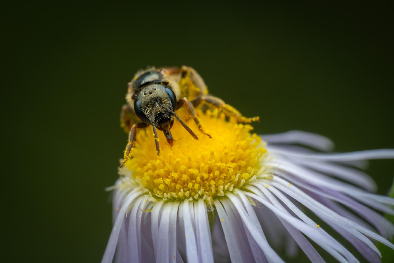 Halictus leucaheneus – No. 1