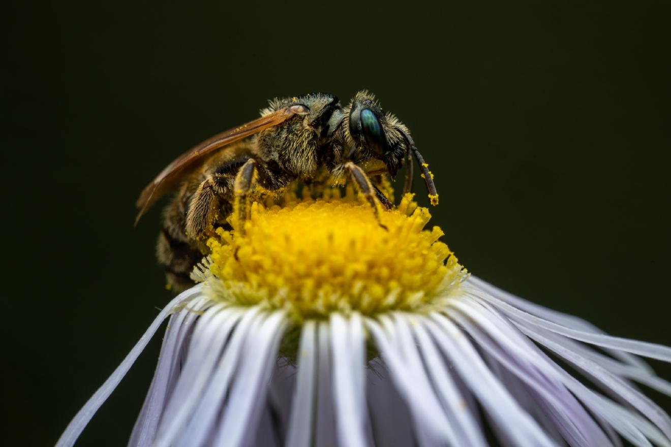 Halictus leucaheneus – No. 2