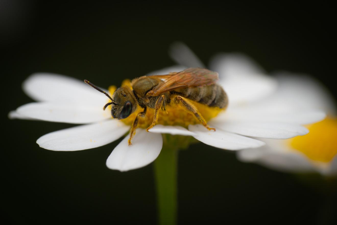 Furrow Bees – No. 4