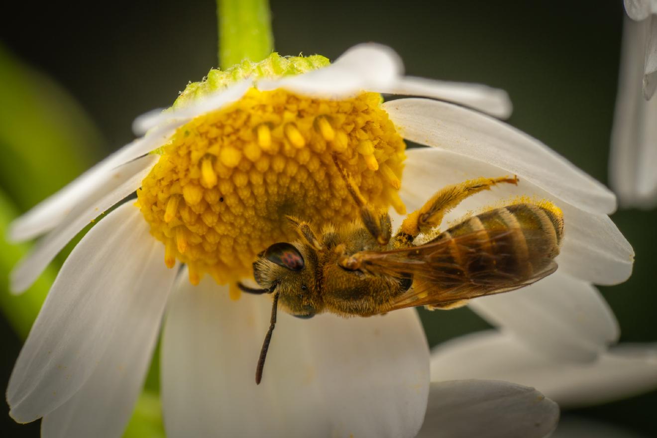 Furrow Bees – No. 6