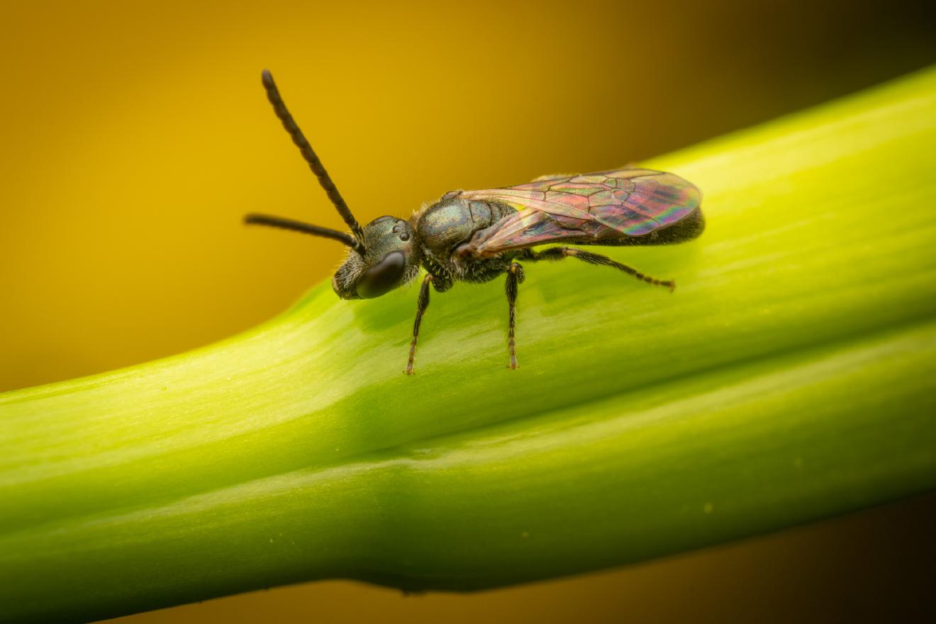 Furrow Bees – No. 8