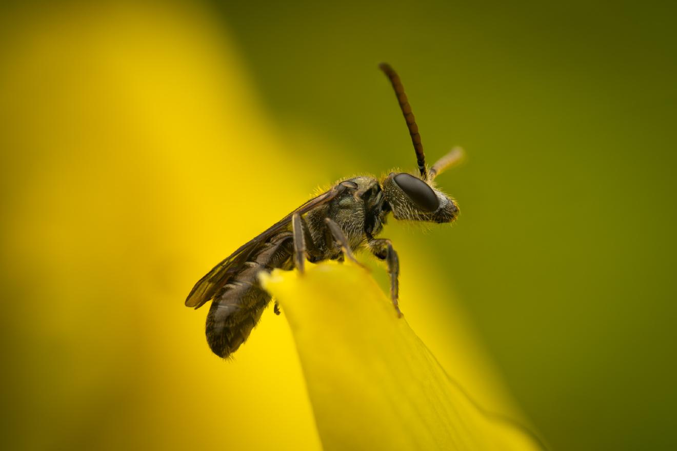 Furrow Bees – No. 9