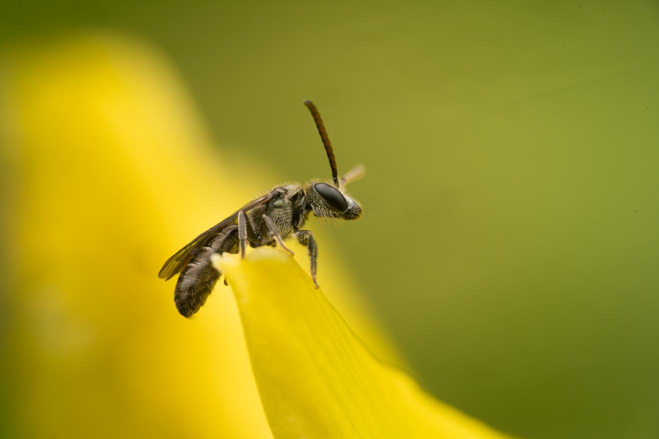 Furrow Bees – No. 10